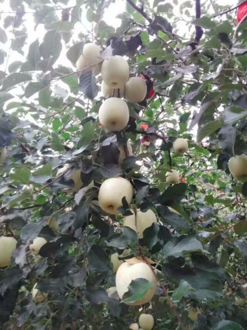 矮化苹果苗红富士，花牛，华硕