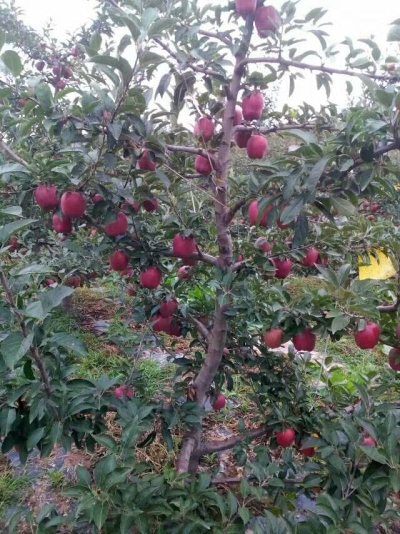 矮化苹果苗红富士，花牛，华硕