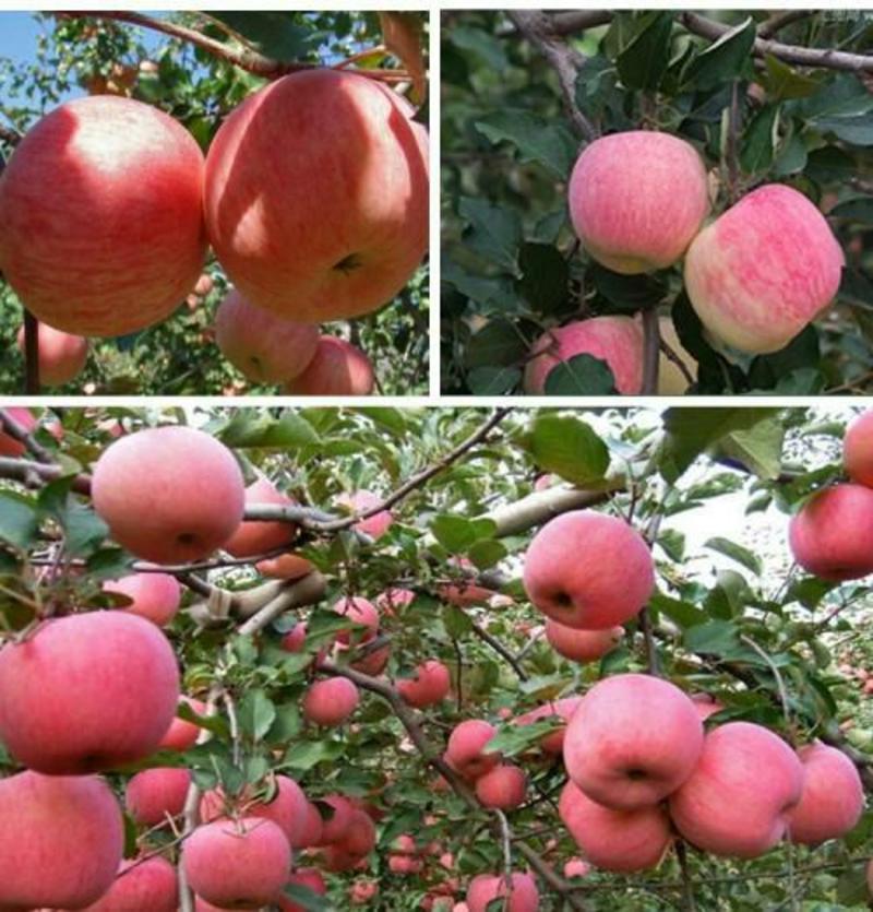 红富士苹果树苗1-5年苗基地直销欢迎选购