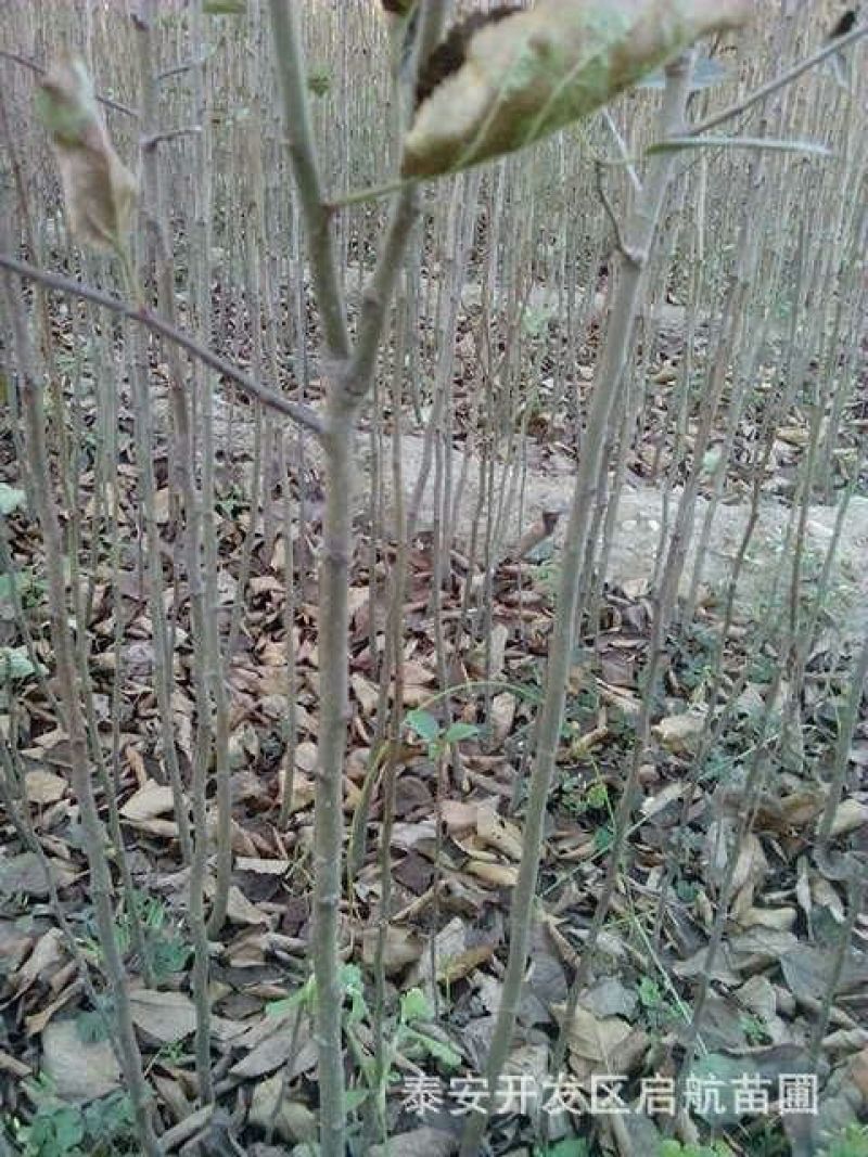 红富士苹果树苗1-5年苗基地直销欢迎选购