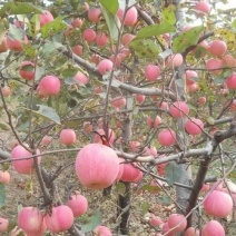 红富士苹果树苗1-5年苗基地直销欢迎选购