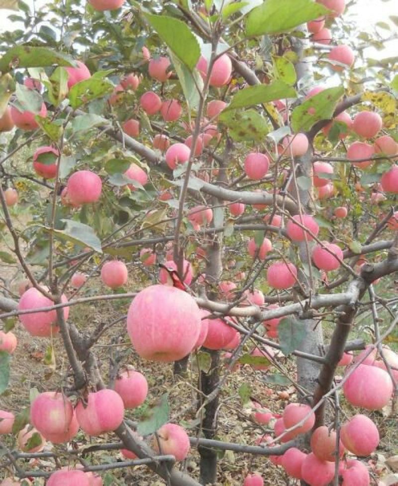 红富士苹果树苗1-5年苗基地直销欢迎选购