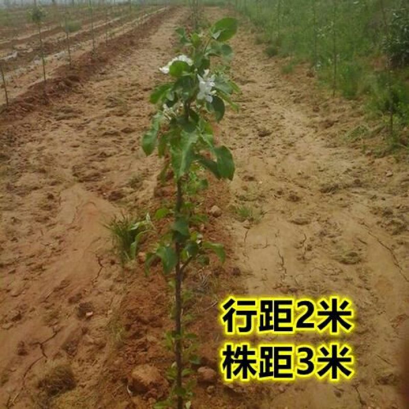 红富士苹果树苗1-5年苗基地直销欢迎选购