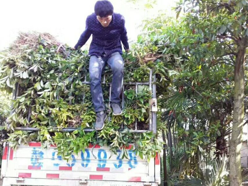 桂花基地1一20批发，现货长期有效。高杆桂花，低分支桂