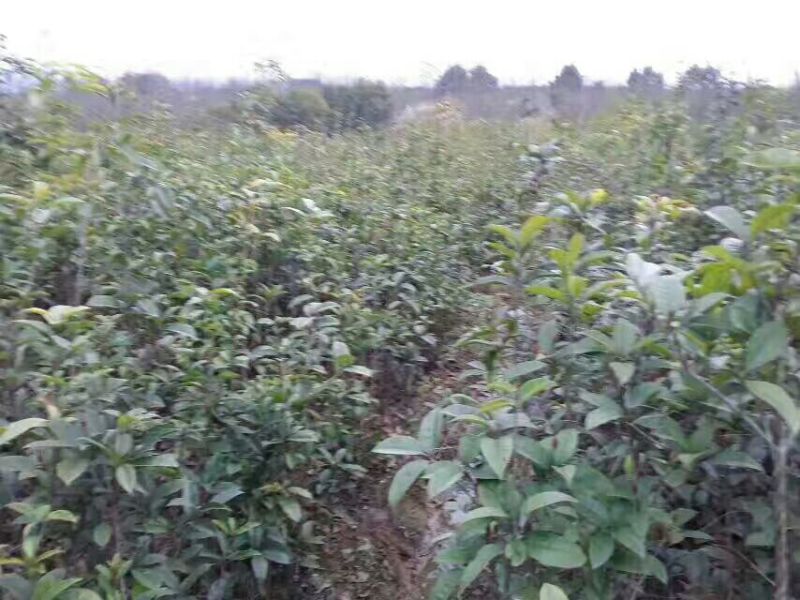 桂花基地1一20批发，现货长期有效。高杆桂花，低分支桂