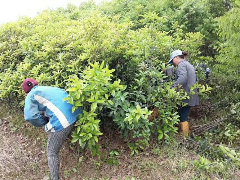 桂花基地1一20批发，现货长期有效。高杆桂花，低分支桂