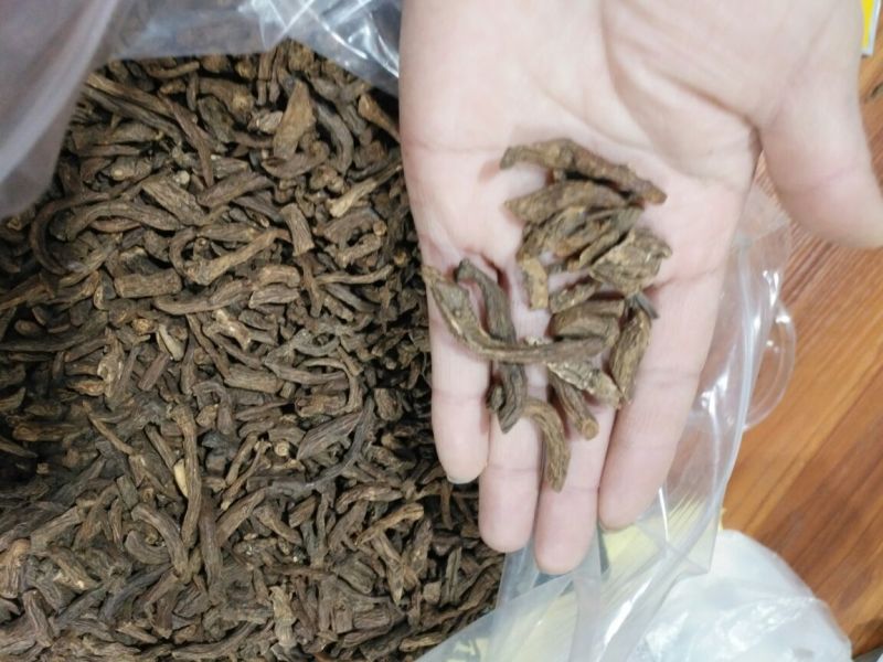 蒲公英根