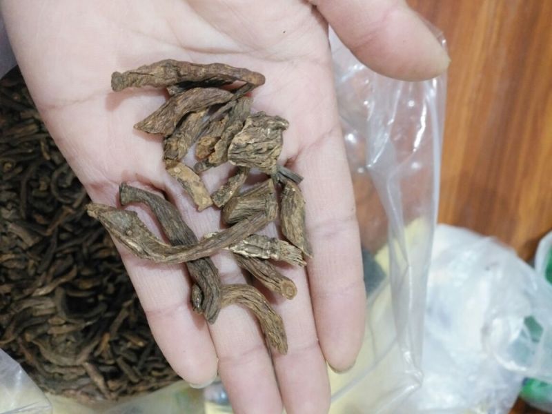 蒲公英根