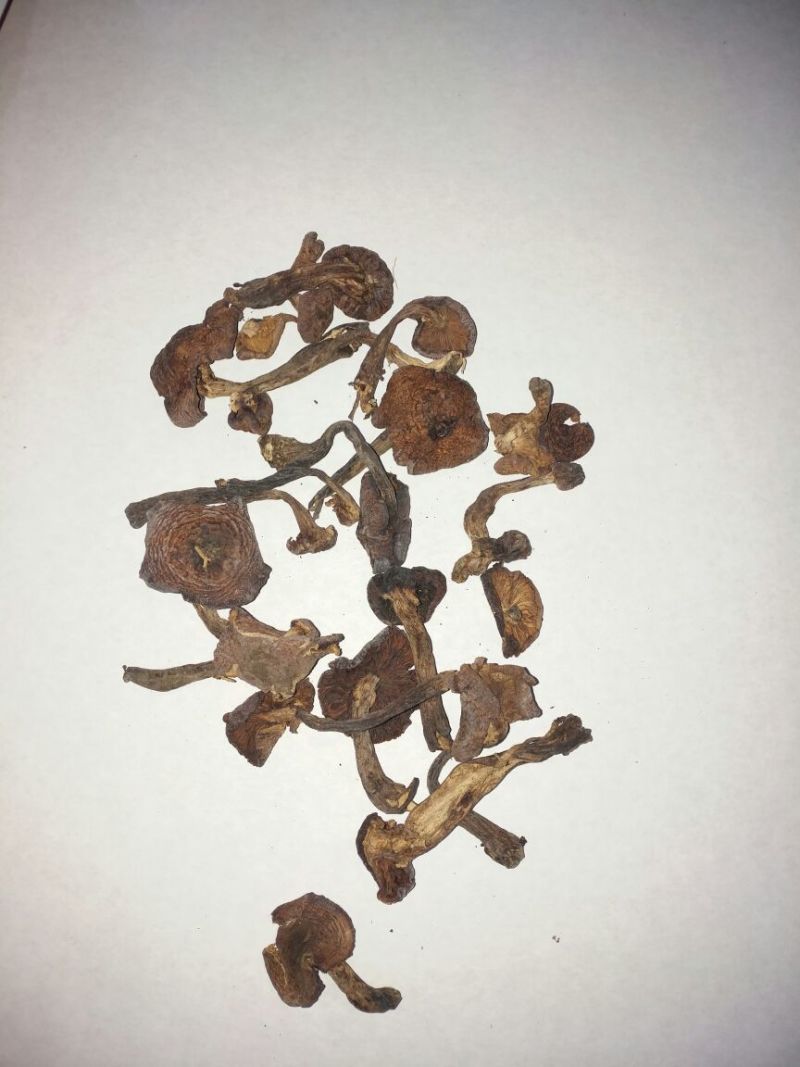 榛蘑一级