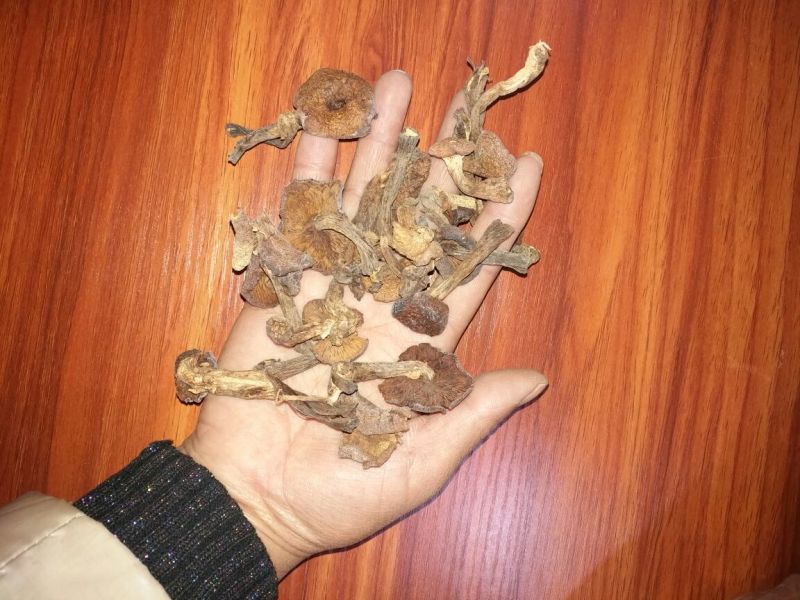 榛蘑一级