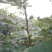 适合全国种植的波姬红无花果苗当年种植当年结果