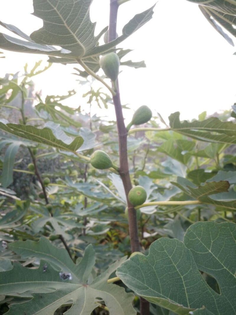 适合全国种植的波姬红无花果苗当年种植当年结果