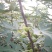 适合全国种植的波姬红无花果苗当年种植当年结果