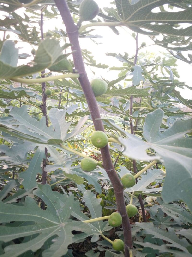 适合全国种植的波姬红无花果苗当年种植当年结果