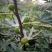 适合全国种植的波姬红无花果苗当年种植当年结果