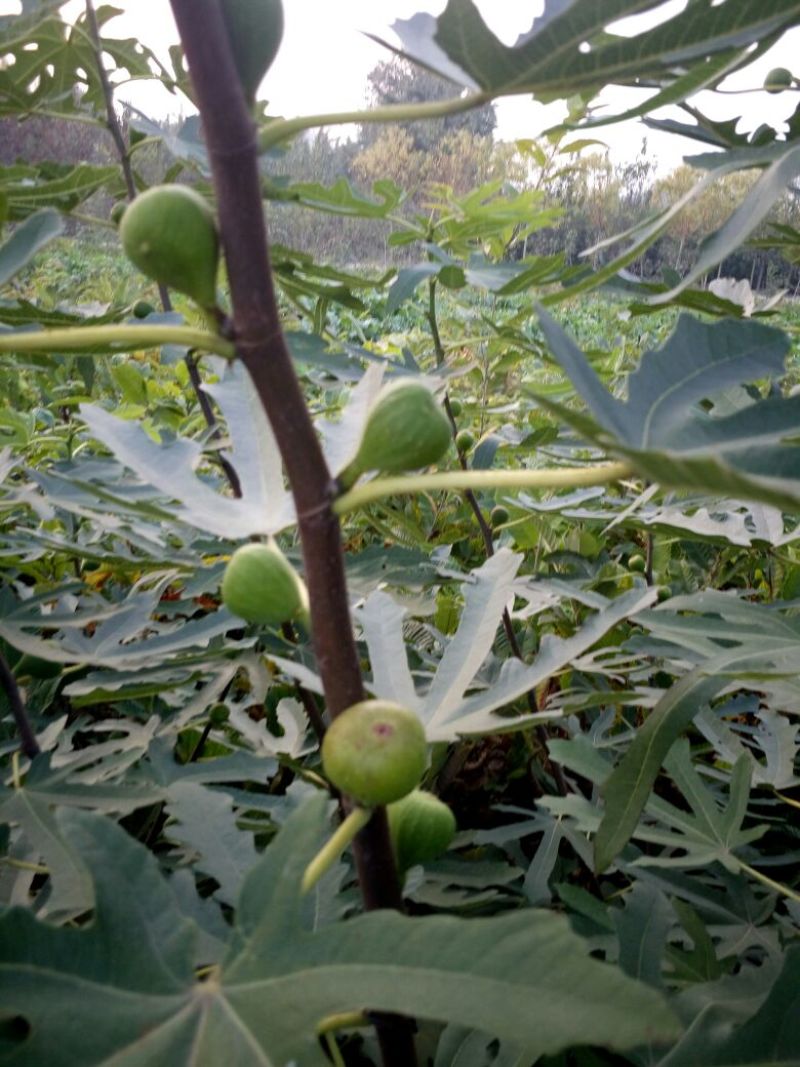适合全国种植的波姬红无花果苗当年种植当年结果
