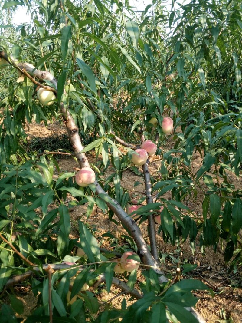 适合全国种植的波姬红无花果苗当年种植当年结果