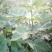 适合全国种植的波姬红无花果苗当年种植当年结果
