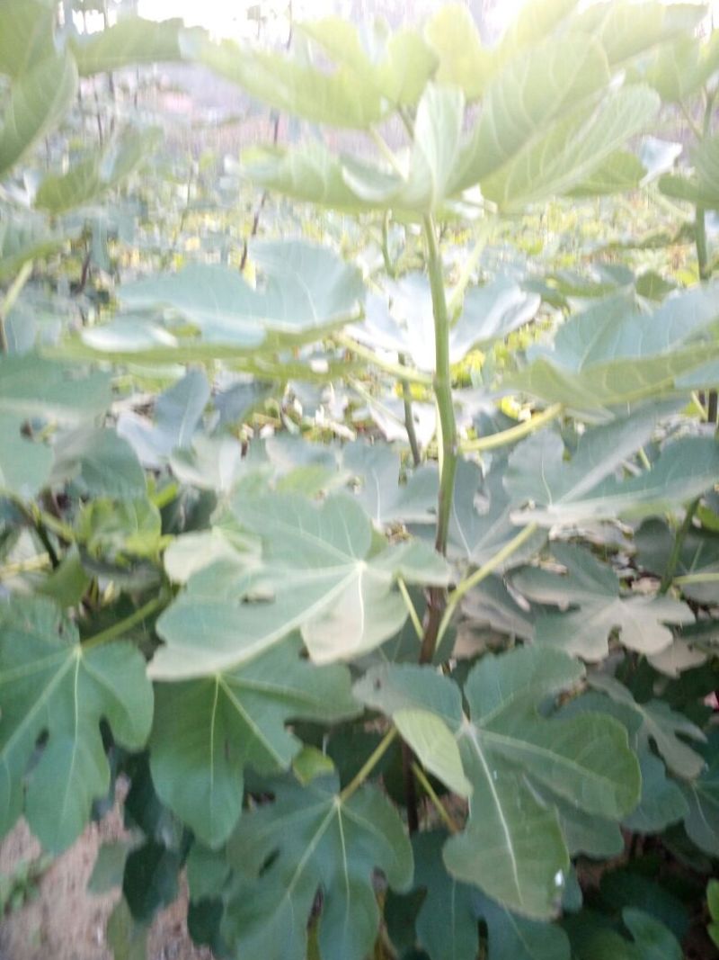 适合全国种植的波姬红无花果苗当年种植当年结果