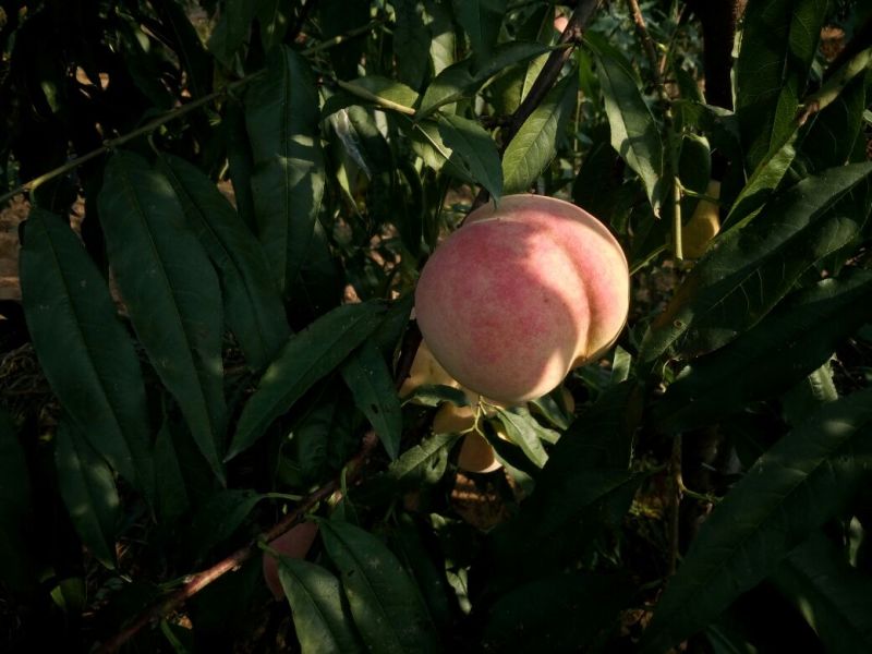 适合全国种植的波姬红无花果苗当年种植当年结果