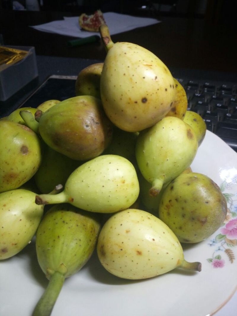 适合全国种植的波姬红无花果苗当年种植当年结果