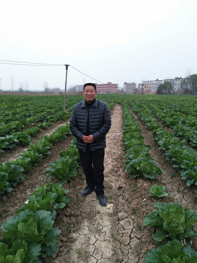 黄心菜10cm以下