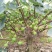 无花果树80~100cm