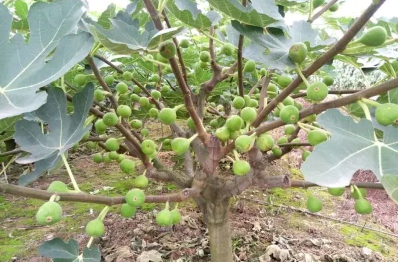 无花果树80~100cm