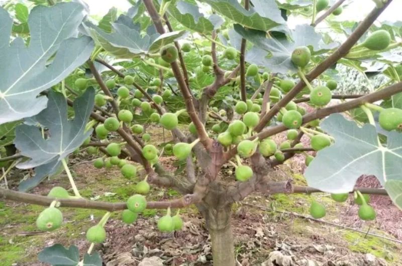 无花果树80~100cm