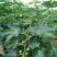 无花果树80~100cm