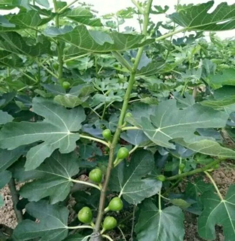无花果树80~100cm