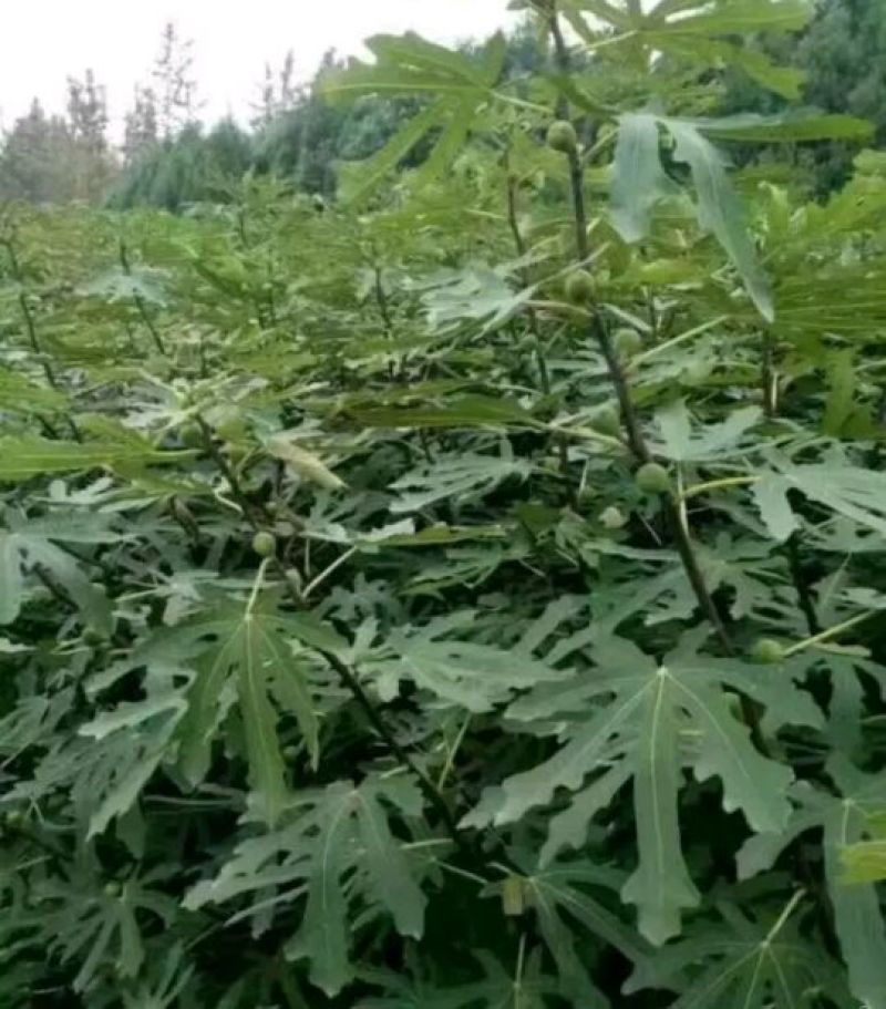 无花果树80~100cm