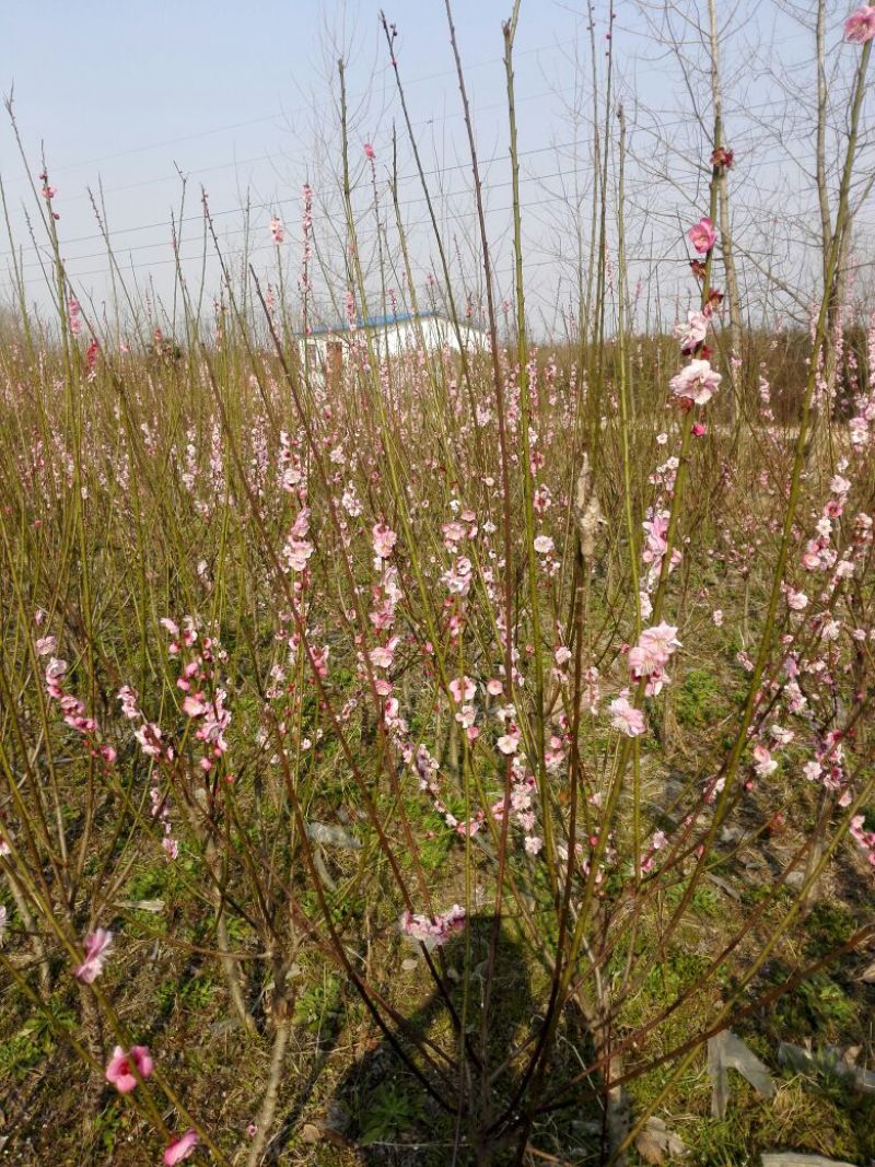 红梅2~4cm4cm以下1.5~2米