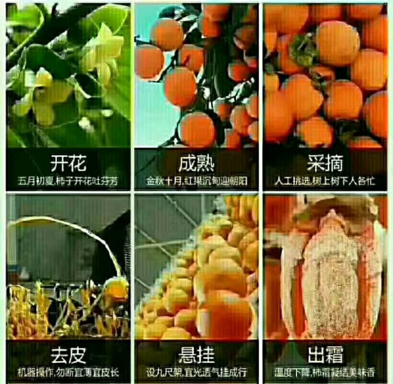 柿饼1~2两