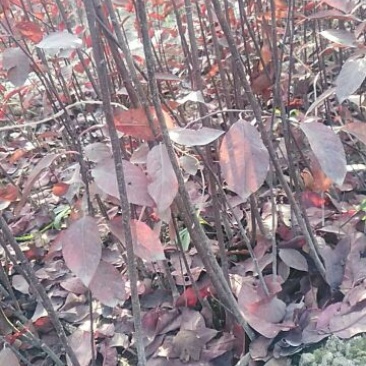 紫叶矮樱2cm以下50~80cm