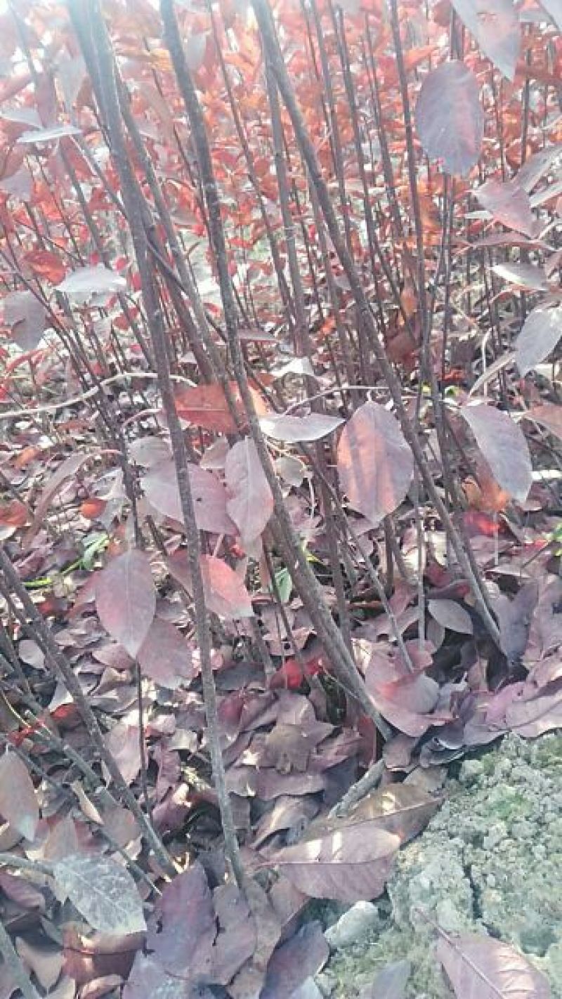 紫叶矮樱2cm以下50~80cm