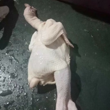 新鲜屠宰光清远鸡（白切、清蒸、红烧）