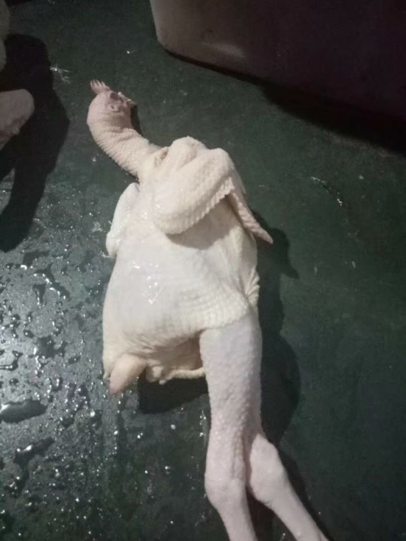 新鲜屠宰光清远鸡（白切、清蒸、红烧）