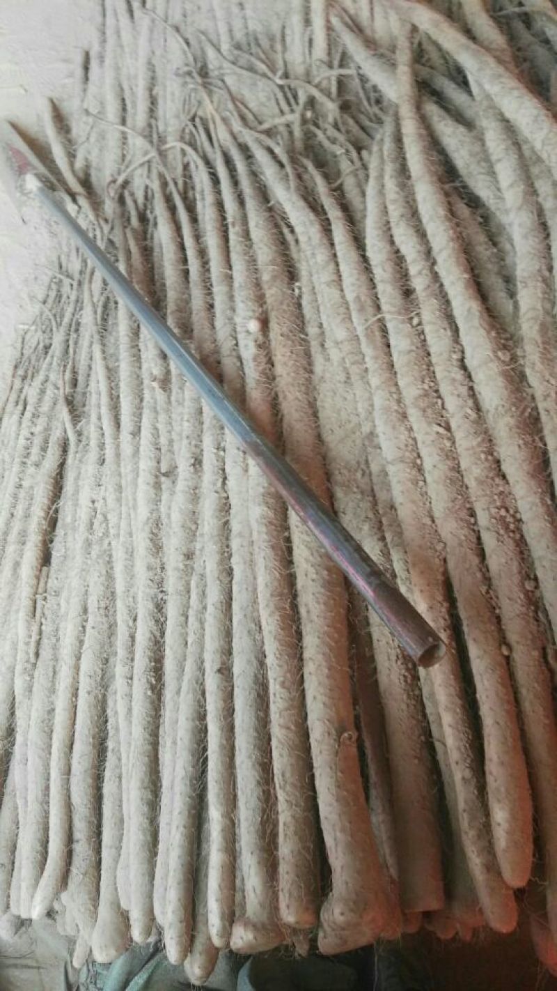 铁棍山药2~3厘米一级通货50~70厘米