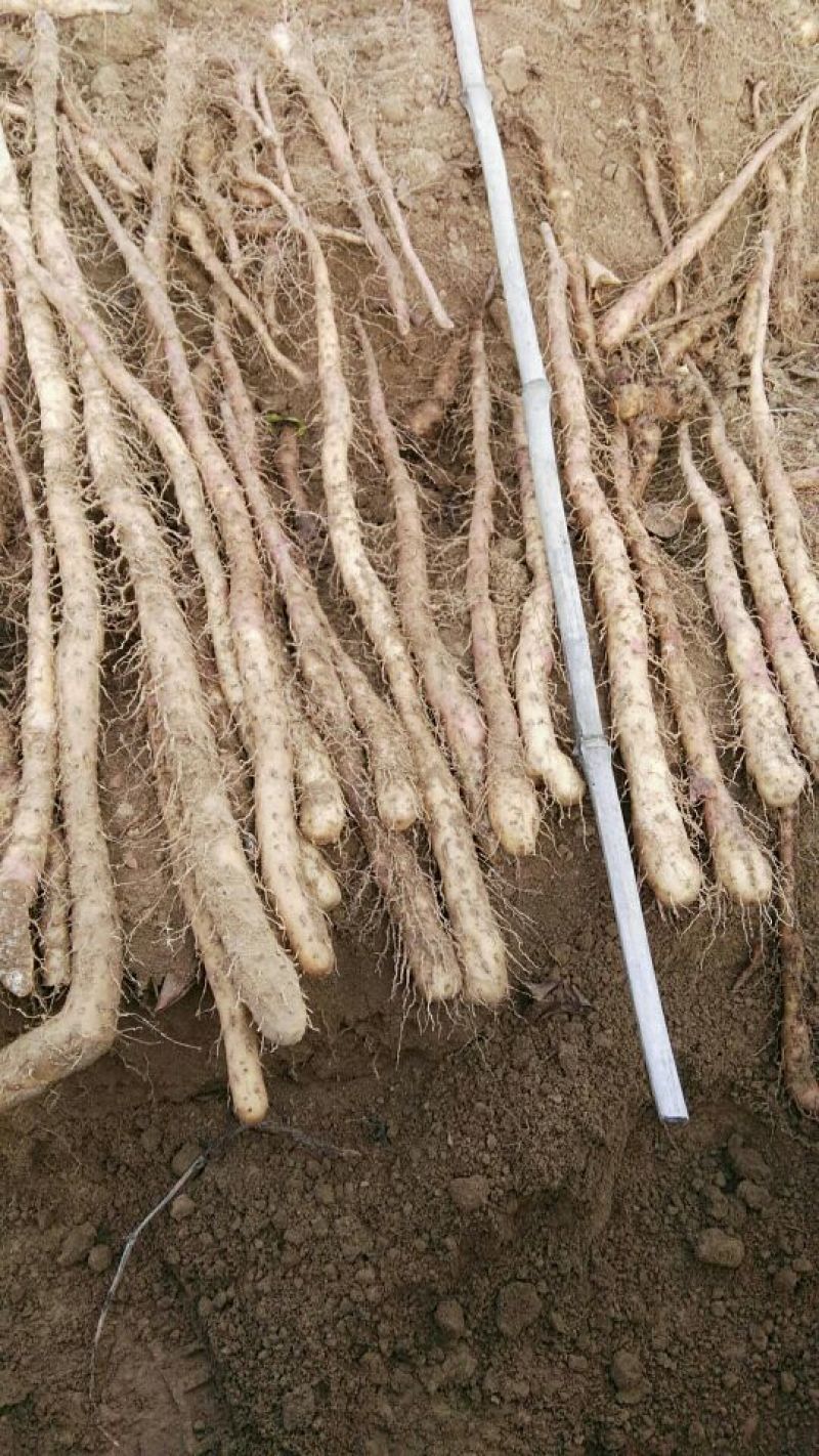 铁棍山药2~3厘米一级通货50~70厘米