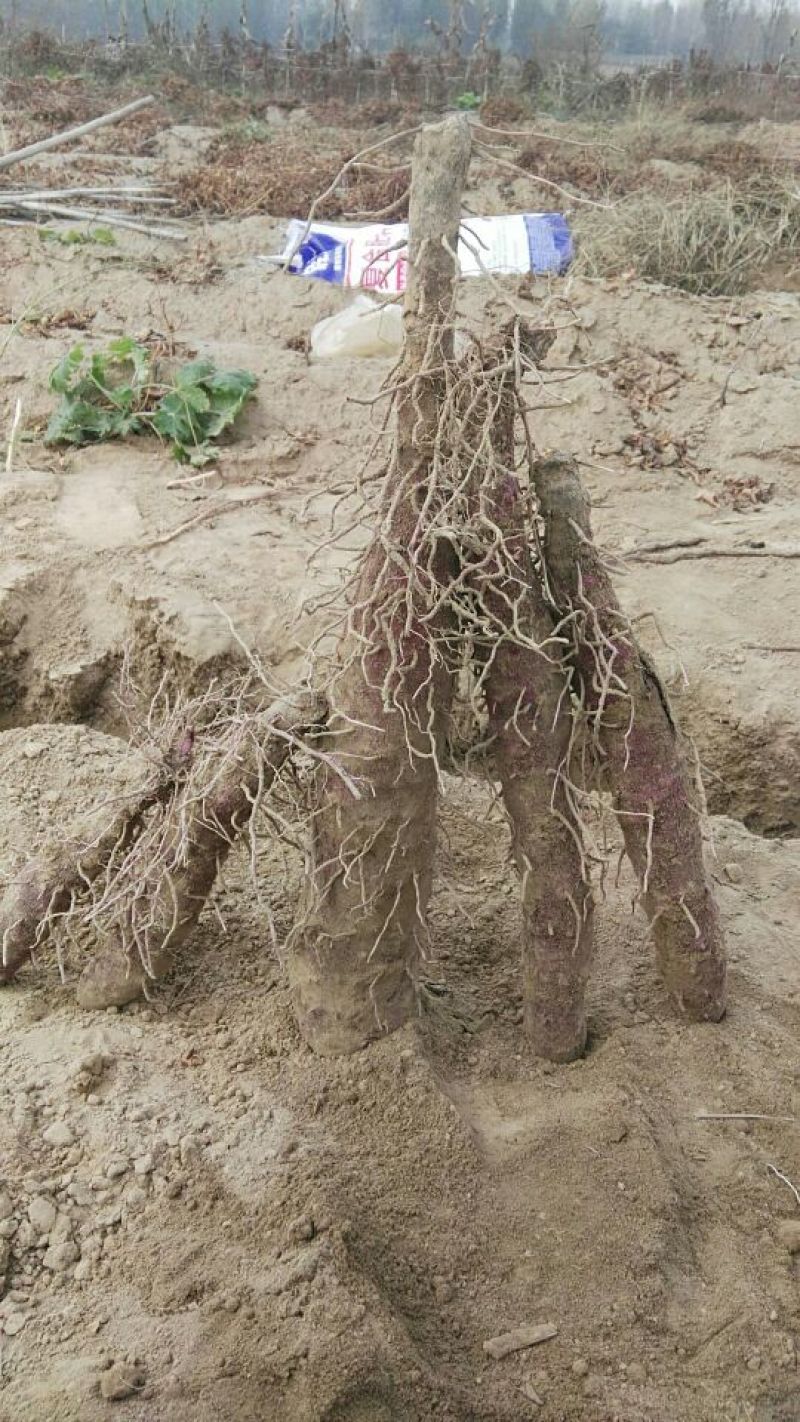 铁棍山药种苗