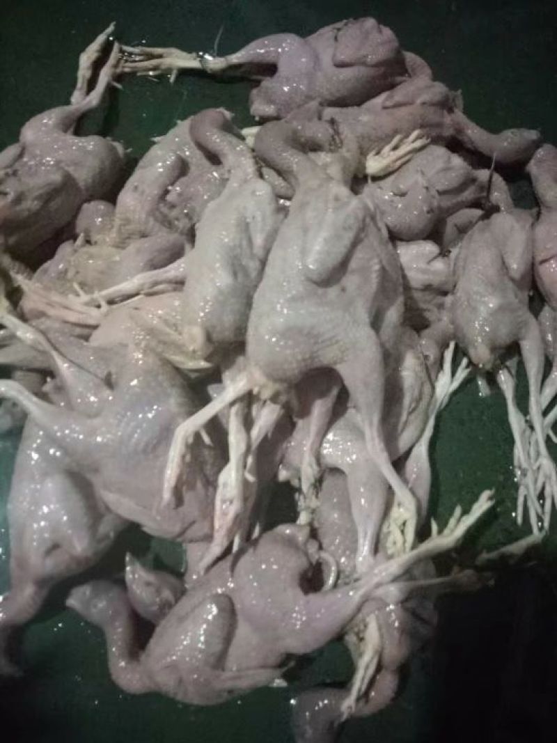 【乳鸽】新鲜现宰全清膛（5两.6两.7两.8两）