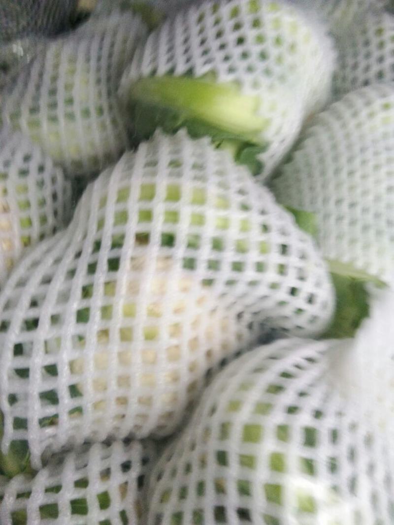 精品白花菜花1斤到2斤紧密乳白，质量优产地直发