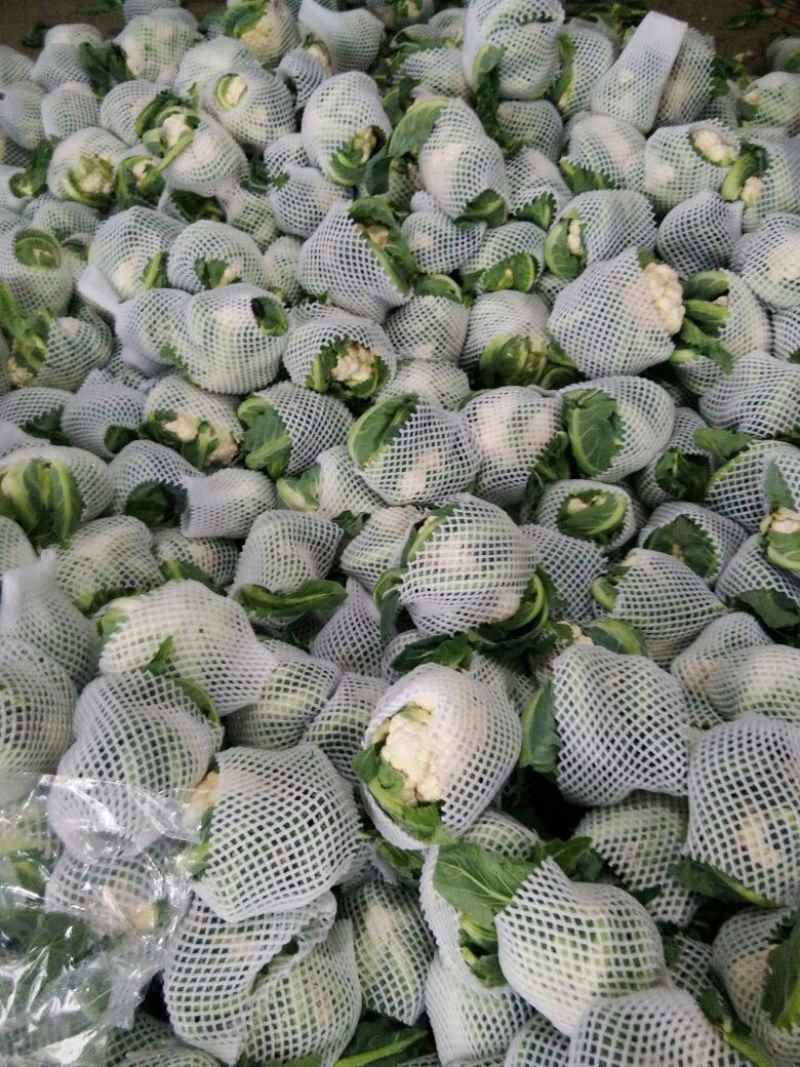 精品白花菜花1斤到2斤紧密乳白，质量优产地直发