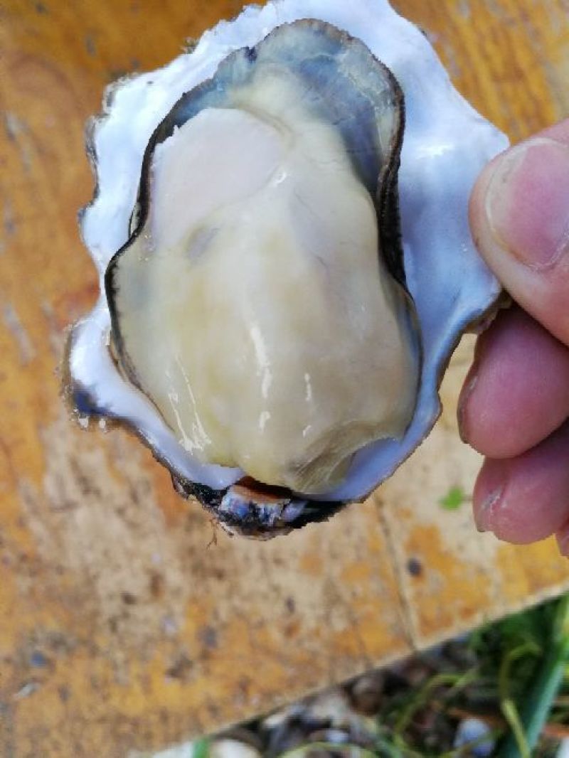 生蚝5只/斤
