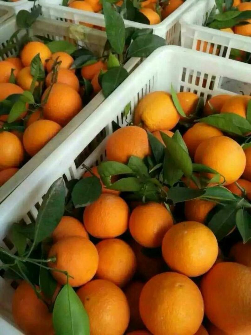 秭归脐橙果大肉厚脆甜多汁果园看货保质保量欢迎定购