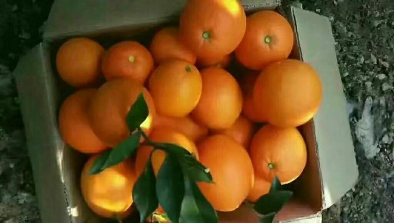 秭归脐橙果大肉厚脆甜多汁果园看货保质保量欢迎定购