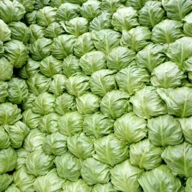 圆包菜1~2公斤通货