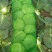 圆包菜1~2公斤通货
