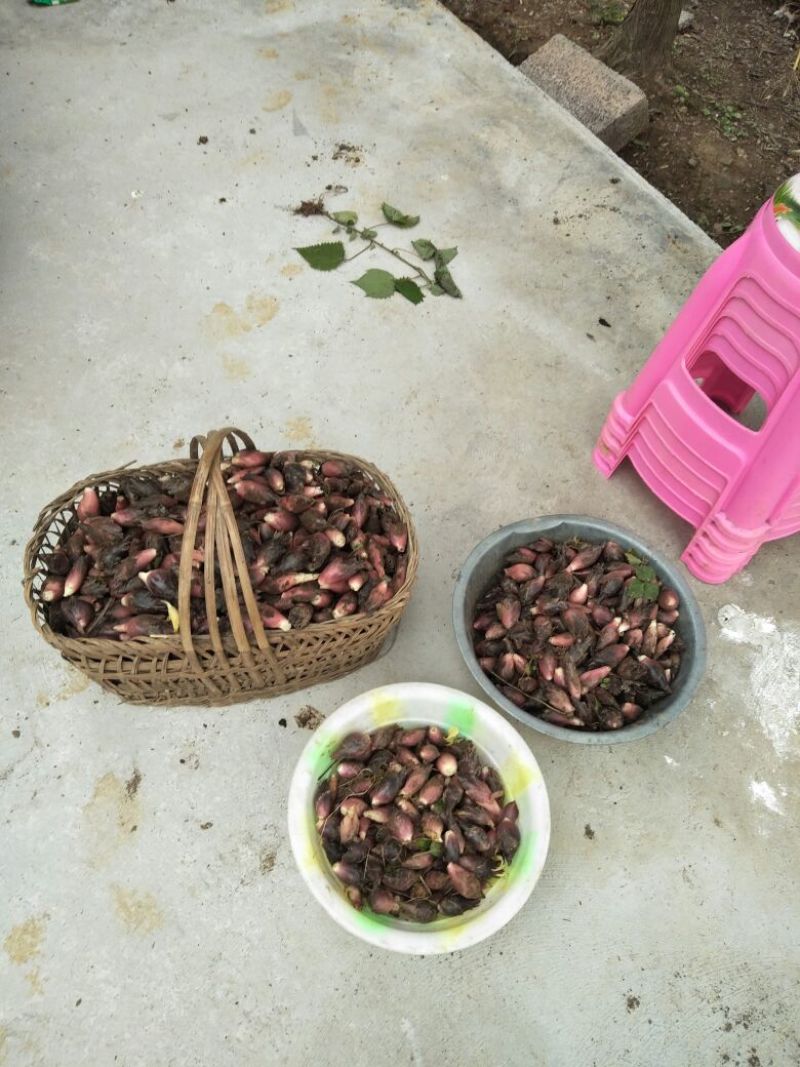 洋荷，阳荷